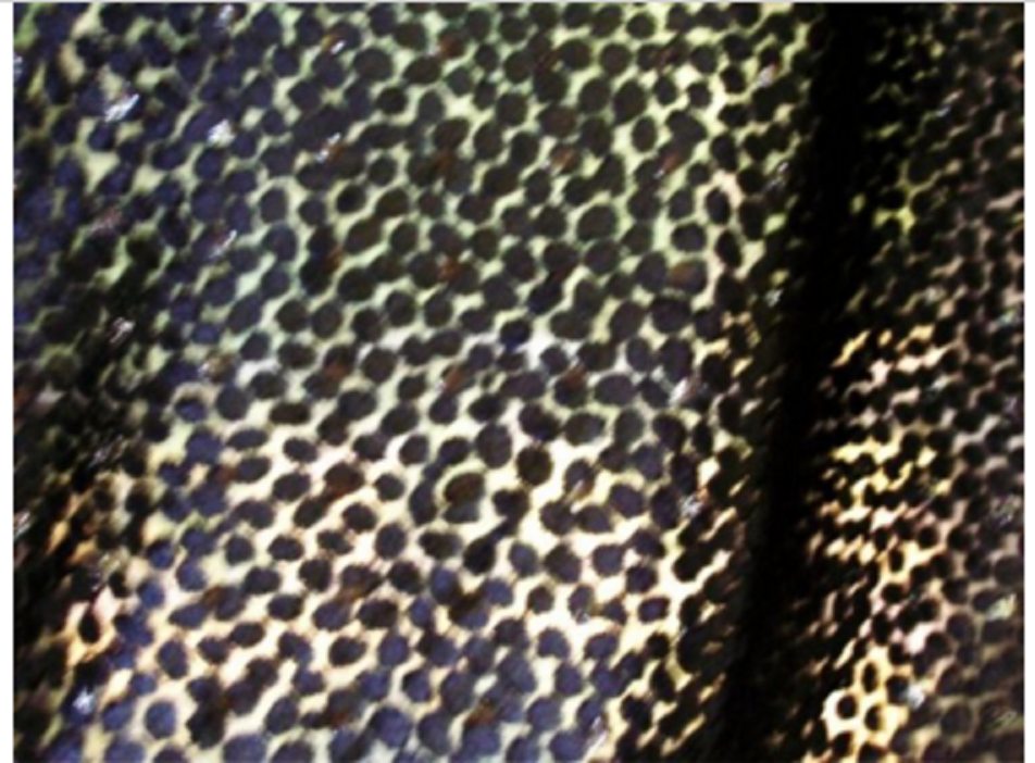 ELEGANT-DESIGNER-FABRIC-CUT-VELVET-ON-CHIFFON-RICH-BLACK-W-METALLIC-BLACK-DOTS-2