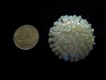 2 HAND BEADED OFF WHITE IRIDESCENT SEQUIN BUTTONS 1 5/8" IN SIZE  #207
